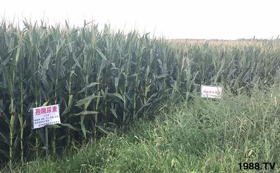 �ٿ���С�����a1471�����pø����ȫ�����������߮a������֮�o����