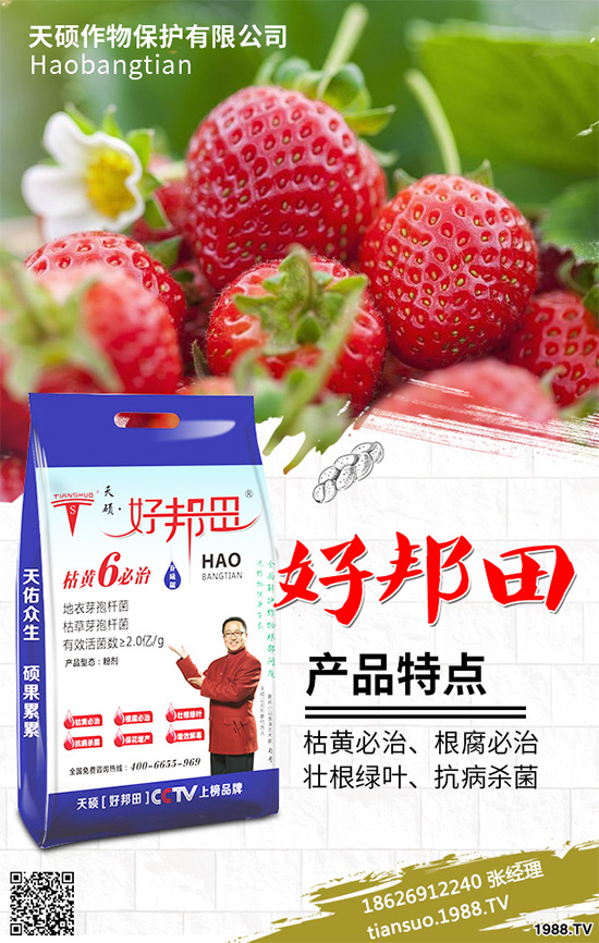 萵苣霜霉病危害這么大，你知道該如何防治嗎？萵苣霜霉病防治方法