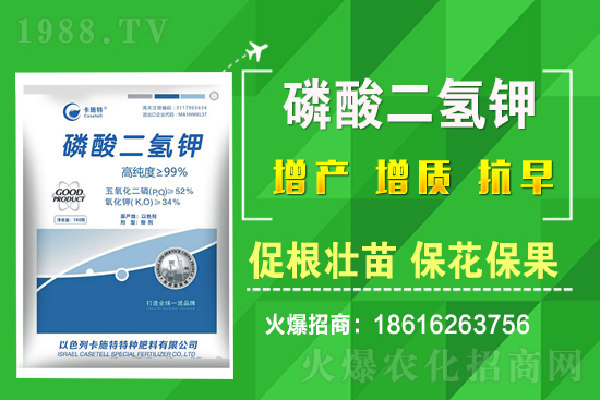 ���˷Nֲ��Ҫע����Щ���}�����˷Nֲԓ��ôʩ����