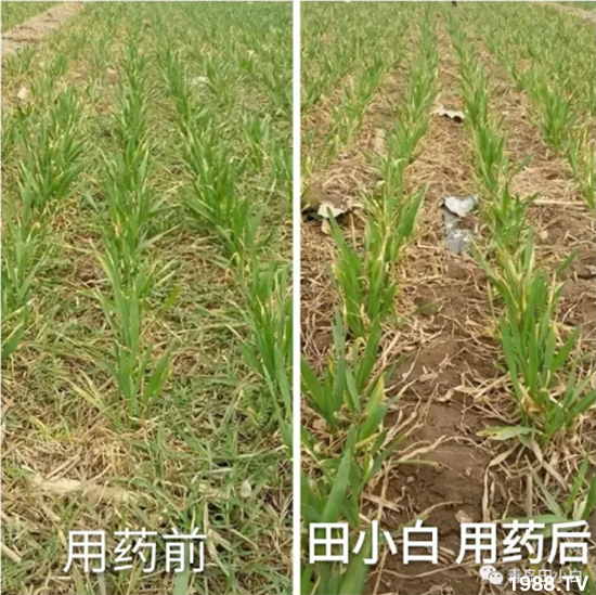 ��(ji��)��(ji��)��Σ����(y��n)����ô������ʲôˎ��Ч������