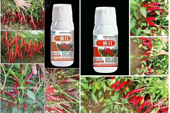 ���t�����95%���߼t�����~�����뷭�׷�����������һ���t��