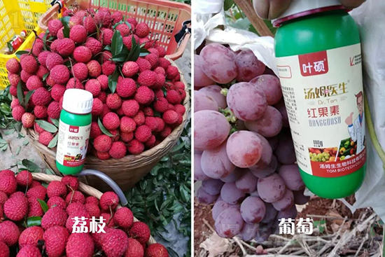 �t���ء�ֻ���D(zhu��n)ɫ�������D(zhu��n)ɫ�졢�����߼t���ó