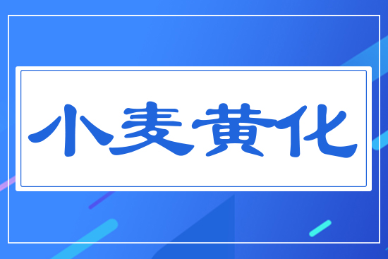 小麥黃化