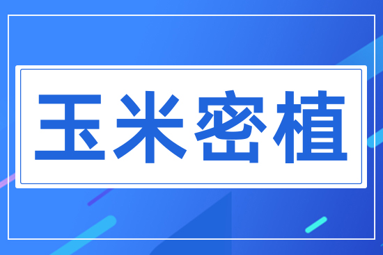 ������ֲ