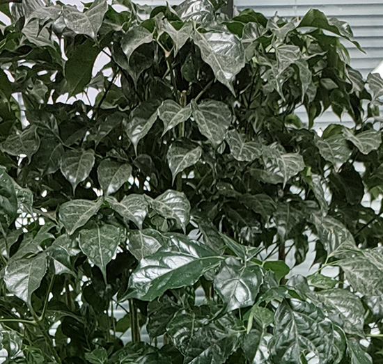 �˶���-��������